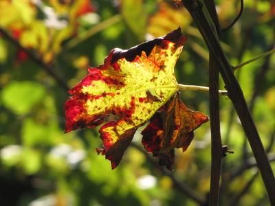 Herbstfarben