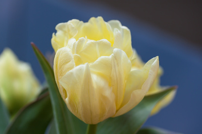 Tulpe Gartenschau