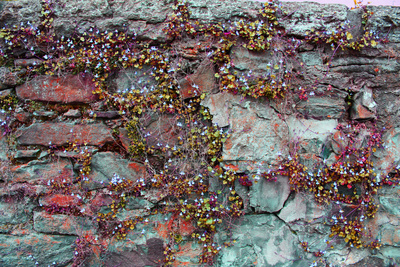 Steinmauer mit Rankenblumen