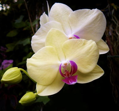 "Orchideen"