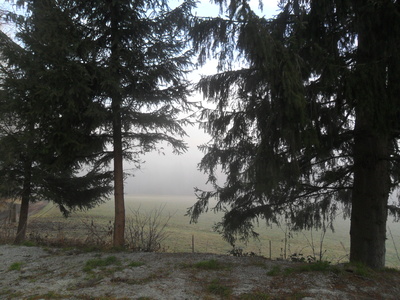 Bäume im Nebelwald