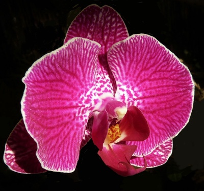 "Orchideen 2"