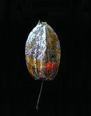 Lampionblume-Blüte/Samen