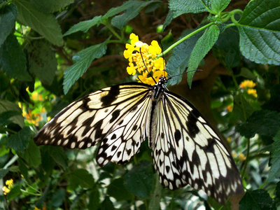 Schmetterling schwarz-weiß