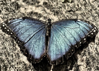 butterfly hdr 1