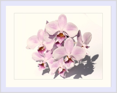 orchideen