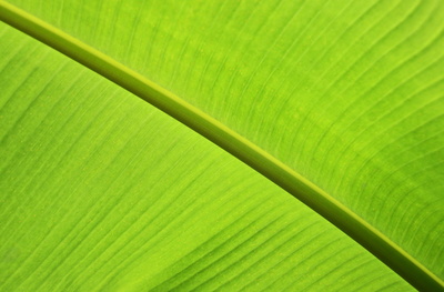 Bananenblatt diagonal