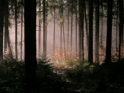 Der Wald steht still und schweiget