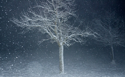 Baum im Wintersturm
