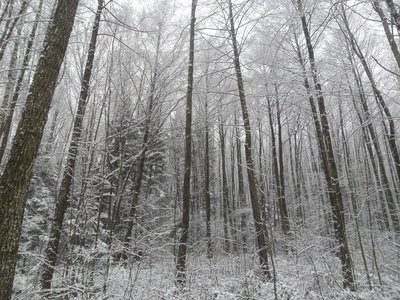 Neuschnee im Wald