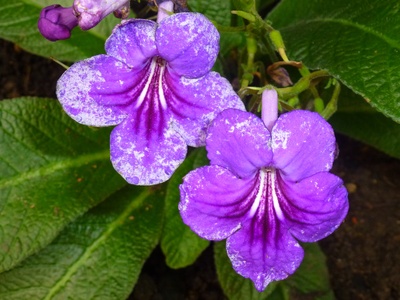 Zwei lila Blüten