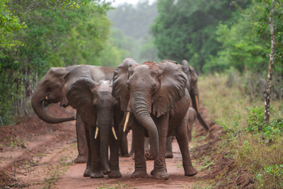 Elefanten im Regen
