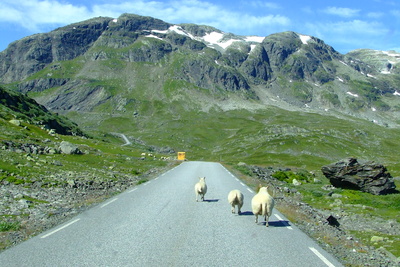 Norwegen - Schafe auf der Straße