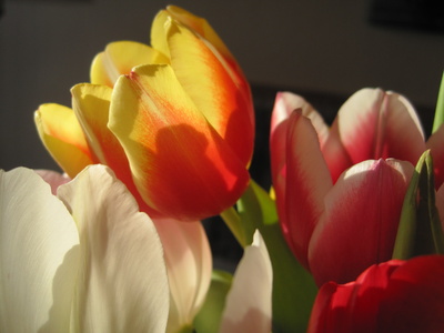 verschiedene Tulpen mit Licht und Schatten