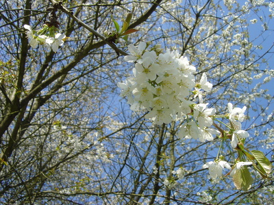 Weiße Blüten vor Blau