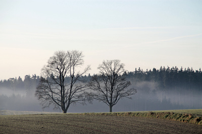 Spätherbstlicher Nebelmorgen Spätherbstlicher Nebelmorgen