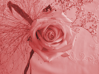 Die Rosa Rosenblüte