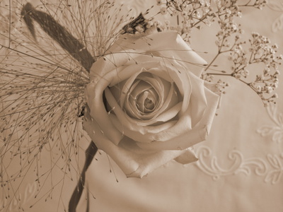 Die Sepia Rosenblüte