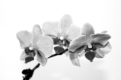 Orchidee in s/w