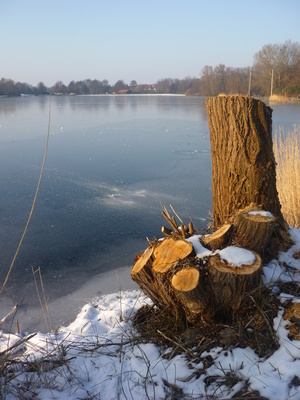 Baumstumpf am zugefrorenen See