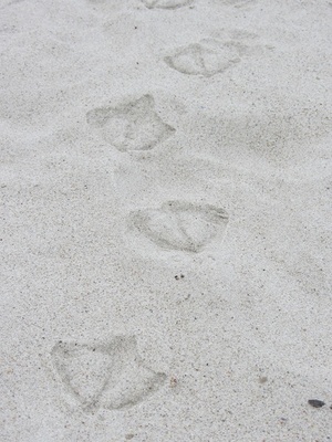 Möwenspuren im Sand