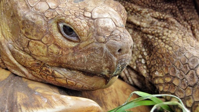 Riesen-Schildkröte