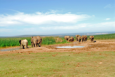 Elefantenherde in Südafrika
