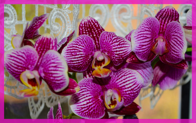 pink Orchidee