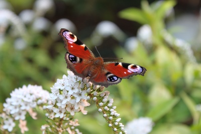 Schmetterling auf Sommerflieder (1)