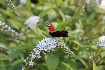Schmetterling auf Sommerflieder (2)