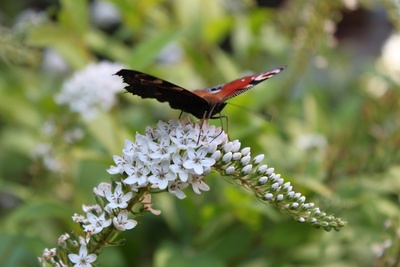 Schmetterling auf Sommerflieder (3)