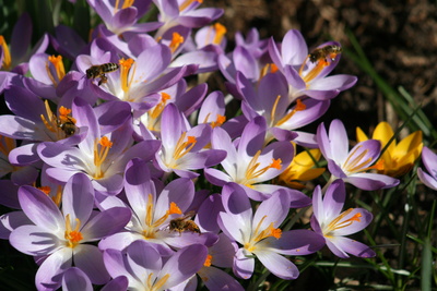 die ersten bienen