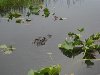Alligator im Everglades National Park /Florida