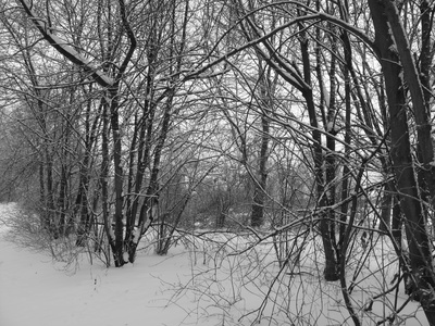 Bäume im Winter