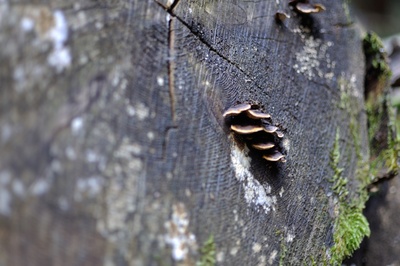 Pilz am Baumstumpf