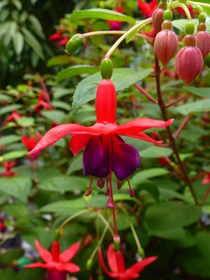 Rot-lila Fuchsie