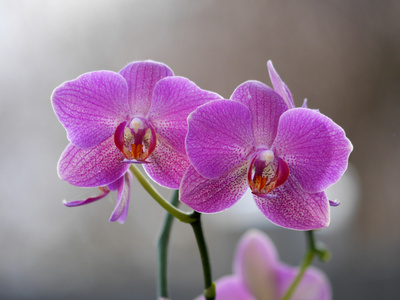 Orchidee - Zerbrechliche Schönheit