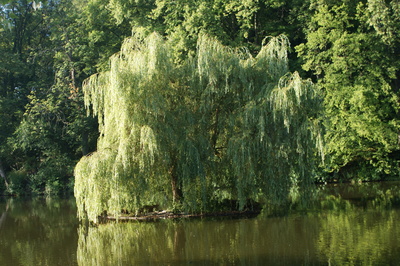 Bauminsel im Weiher, morgens, nah