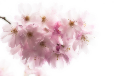 Rosa, weich und zart Rosa, weich und zart