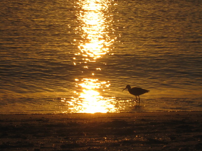 goldener Sonnenuntergang am Golf von Mexiko mit Austernfischer