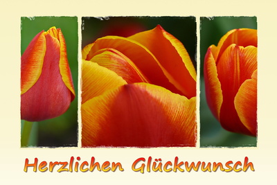 Tulpen-Glückwunsch