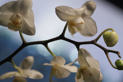 weiße Orchidee vor blauem Winterhimmel