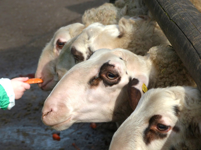 Futter für die Schafe