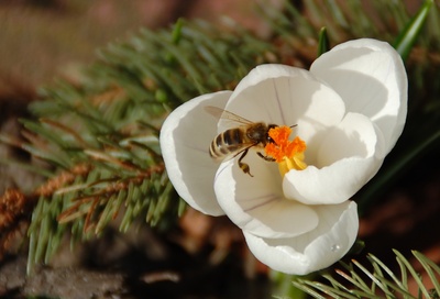 Der Frühling grüßt die Biene