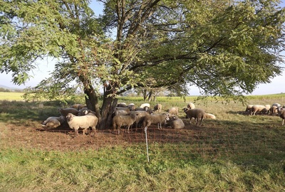 Die Schafe