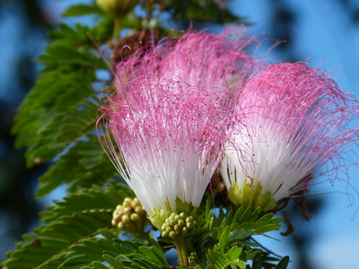 Tropenblüte