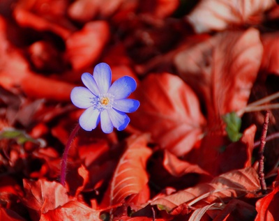 Waldblüten im März 02