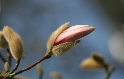magnolienknospe