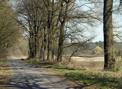 Vorfrühling in Wald und Flur