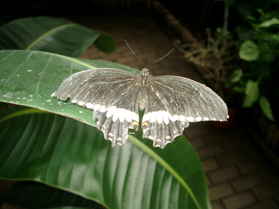 Schmetterling auf Blatt
